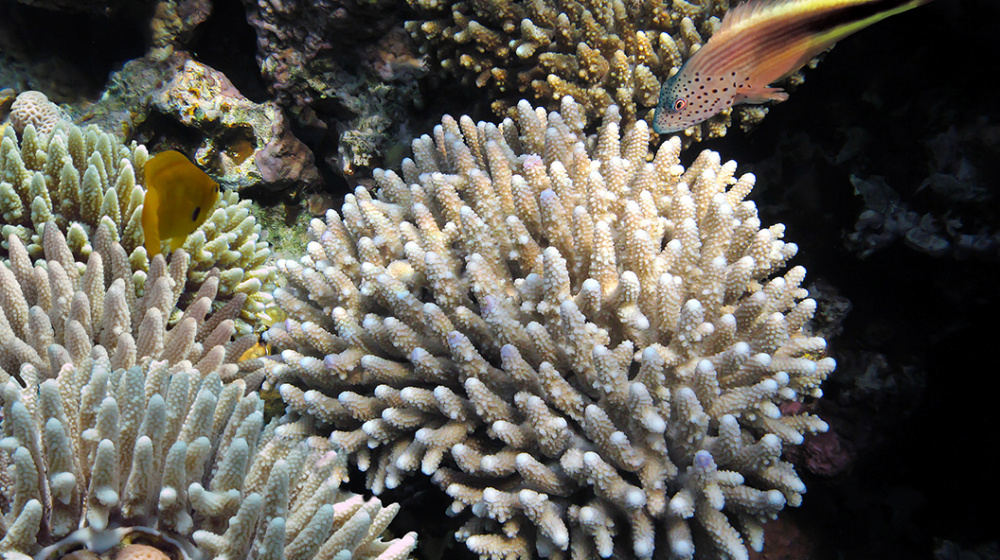 A Coral Club „Tiszta környezet”